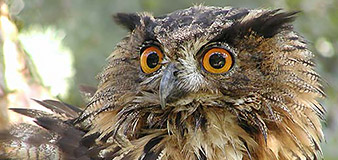 „Raubtier WG“ des Natur- und Umweltparks Güstrow – Yachthafenresidenz Hohe Düne
